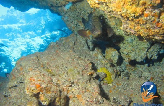 buceo cueva neptuno