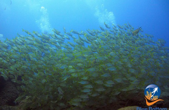 buceo el faro